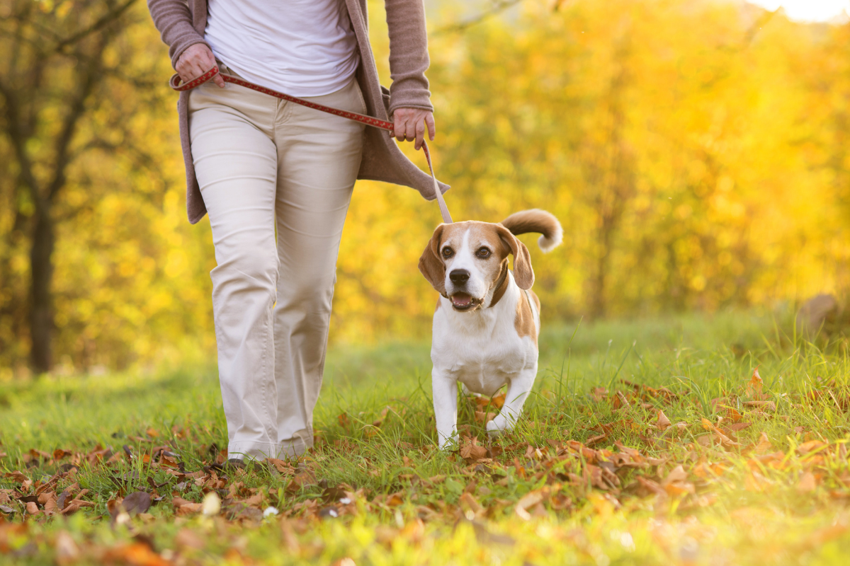 Dog friendly walking routes Runcorn.