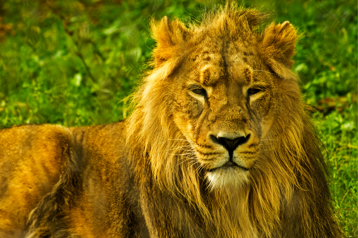 Chester Zoo.